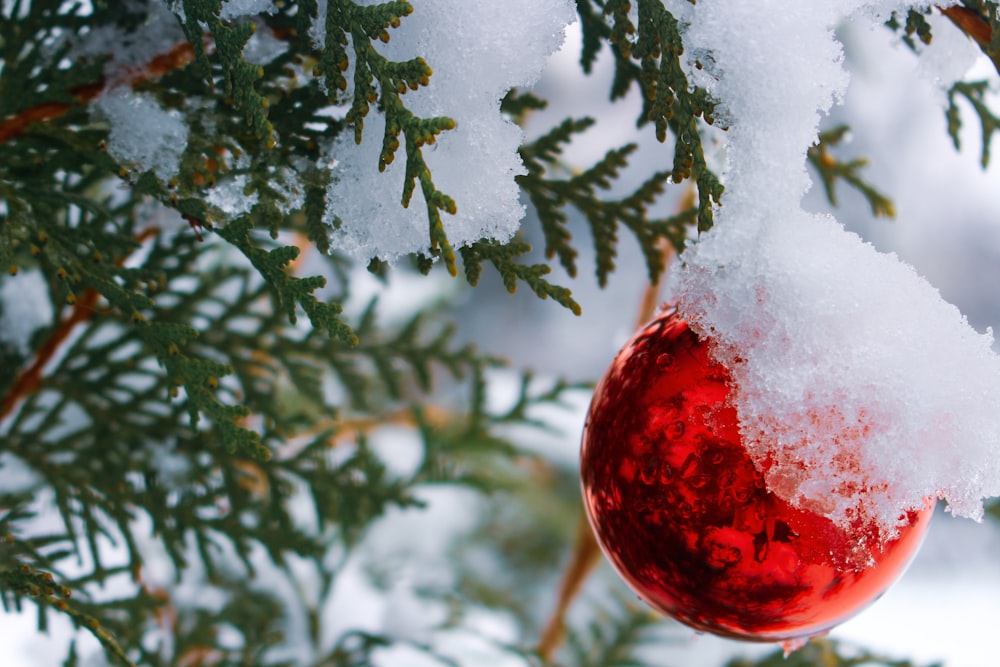 red bauble on green pine tree