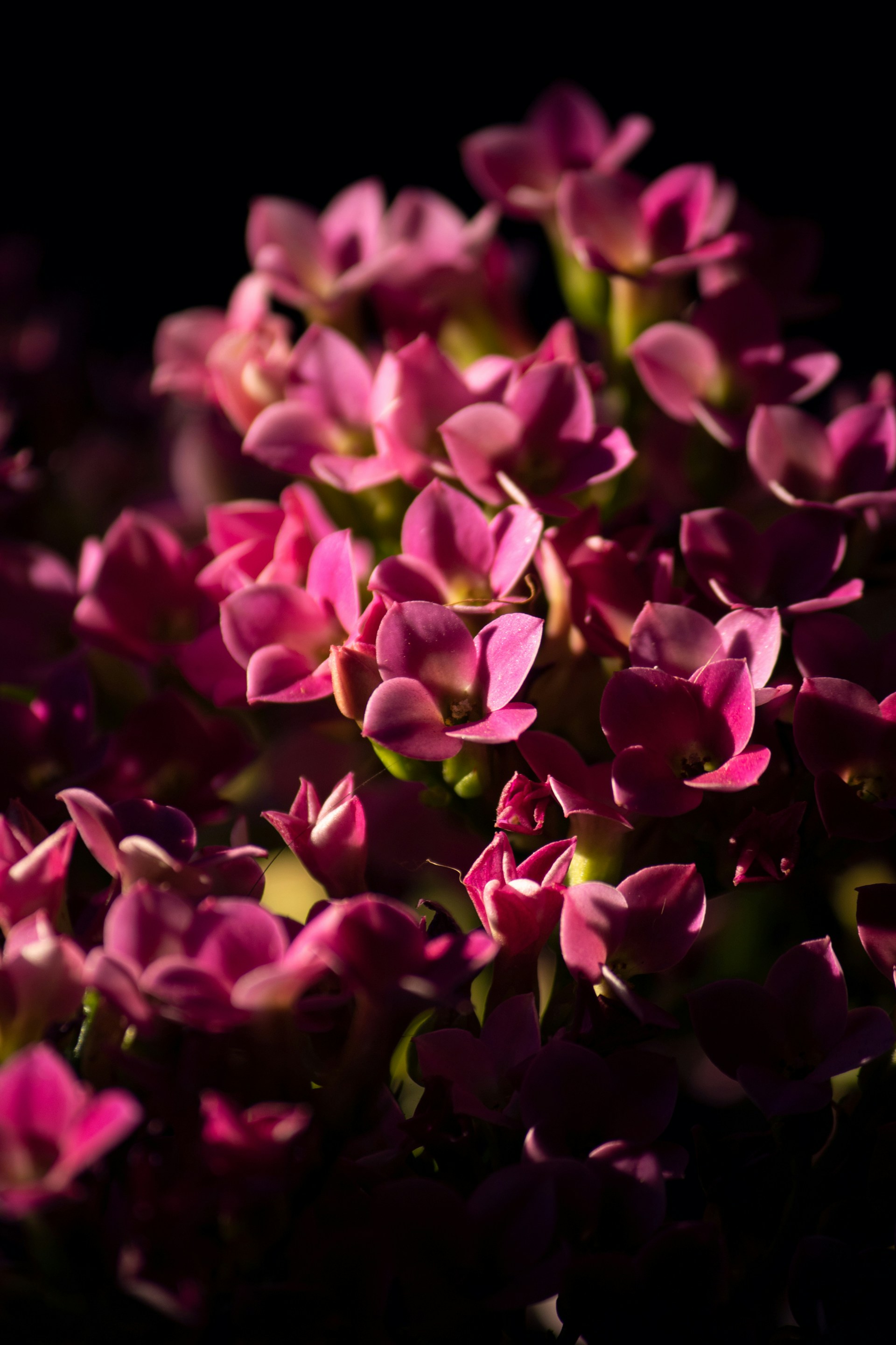 Photo by netorpg