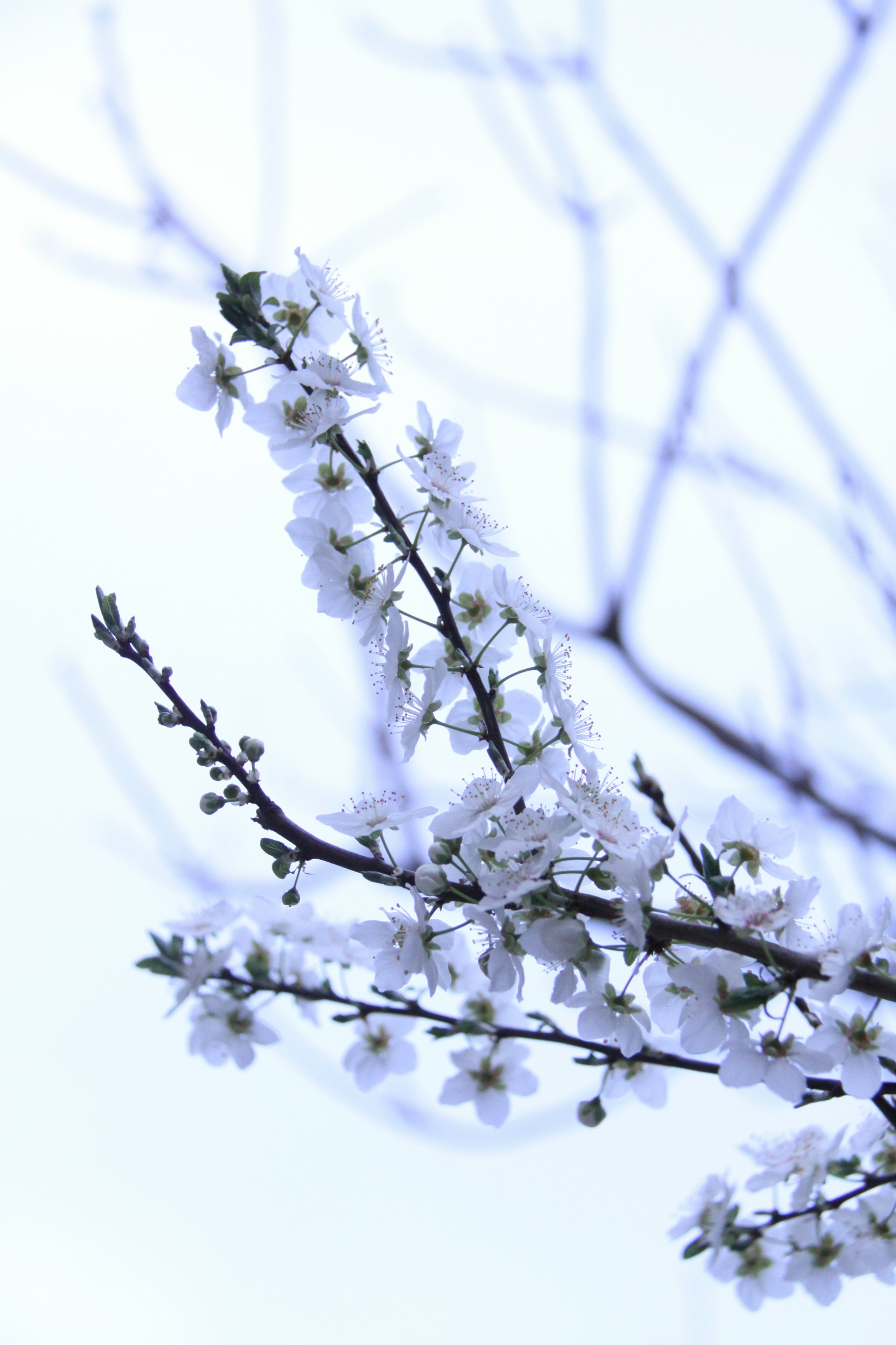 Photo by khadydemon7