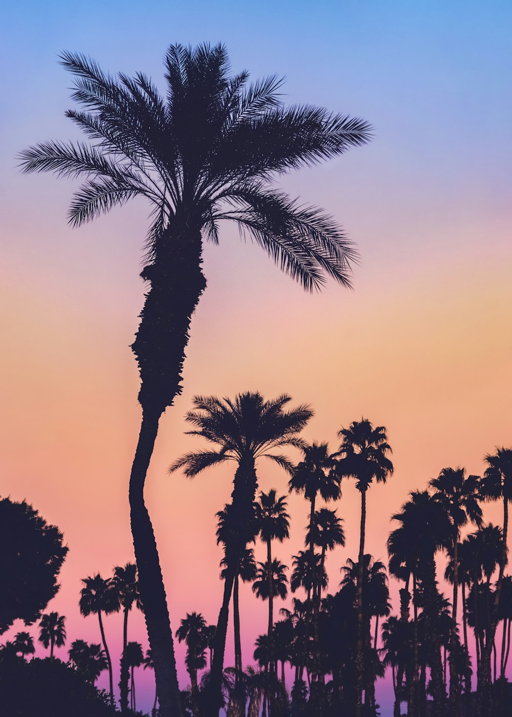 silhouette of palm trees during sunset