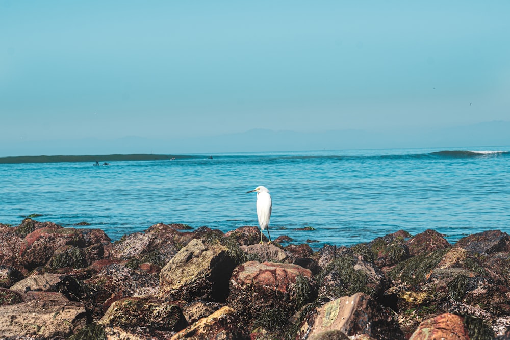 white bird on brown rock near sea during daytime