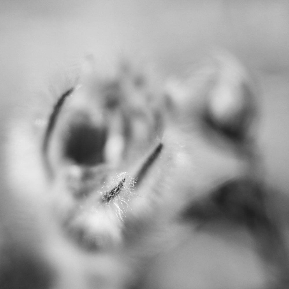 grayscale photo of a animals eyes