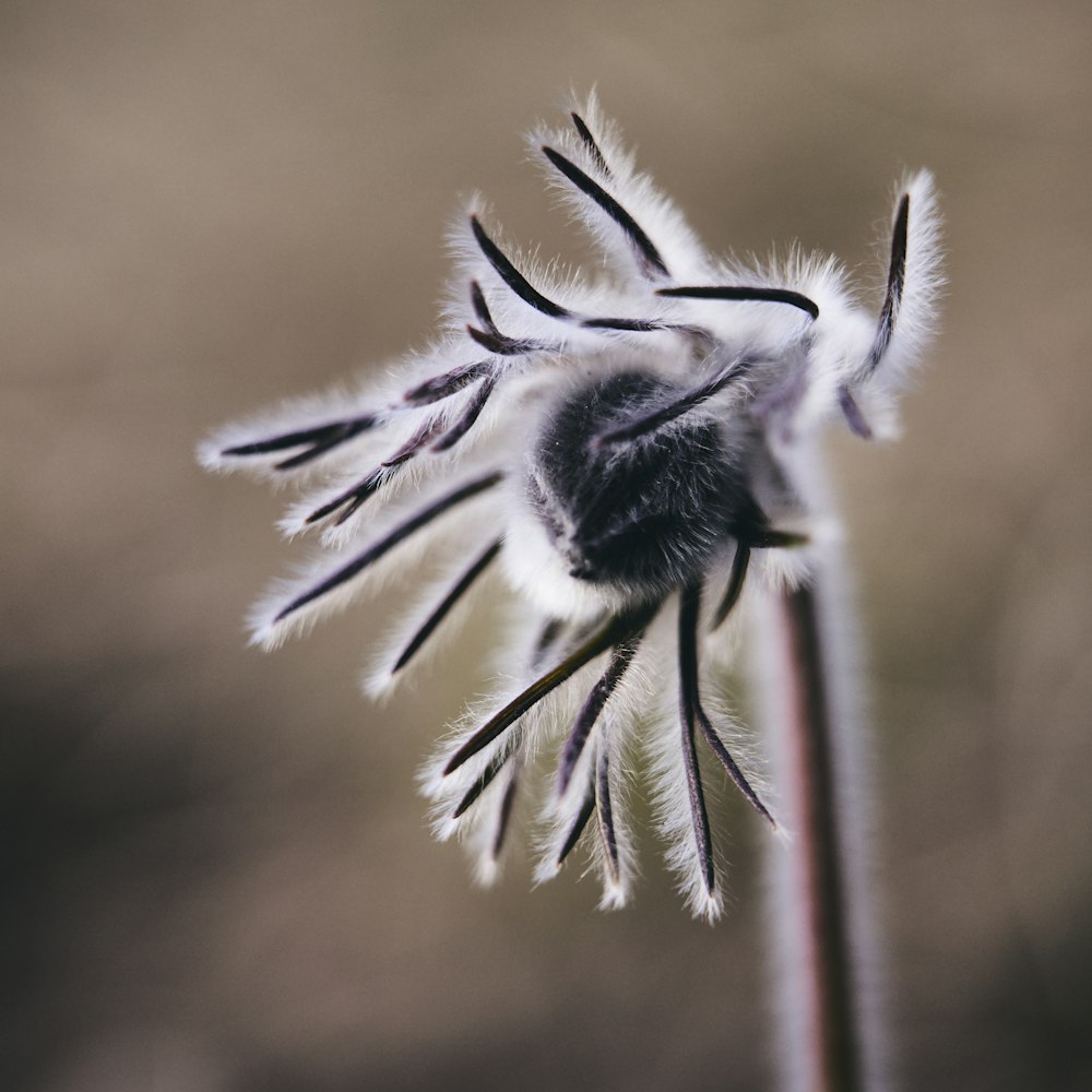 grayscale photo of flower in bloom