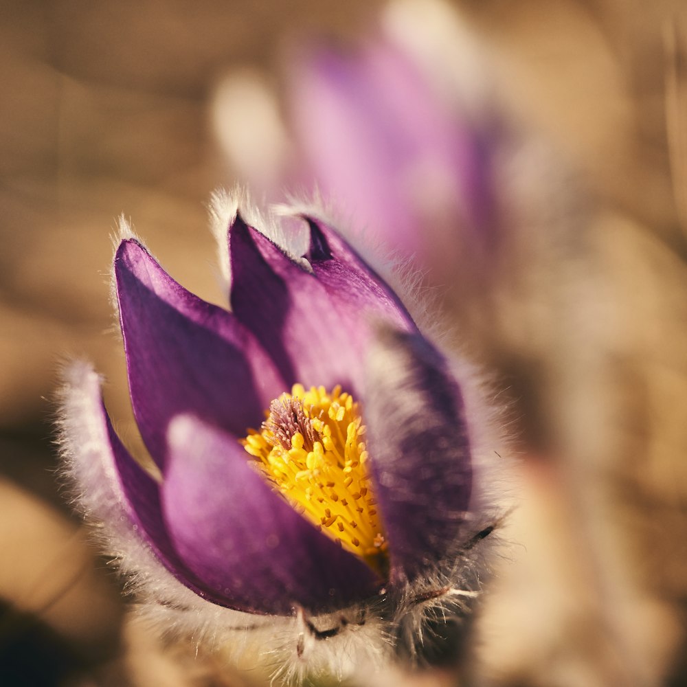purple and yellow flower in tilt shift lens