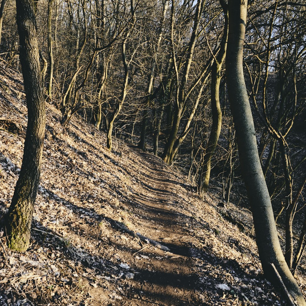 brown trees on brown soil