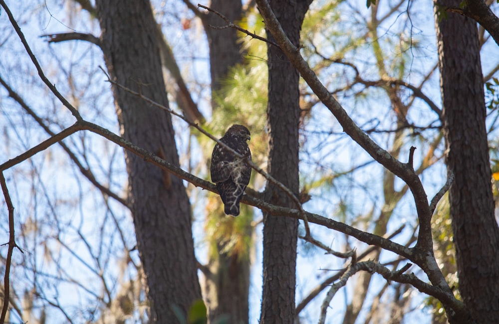 black and white bird on brown tree branch during daytime