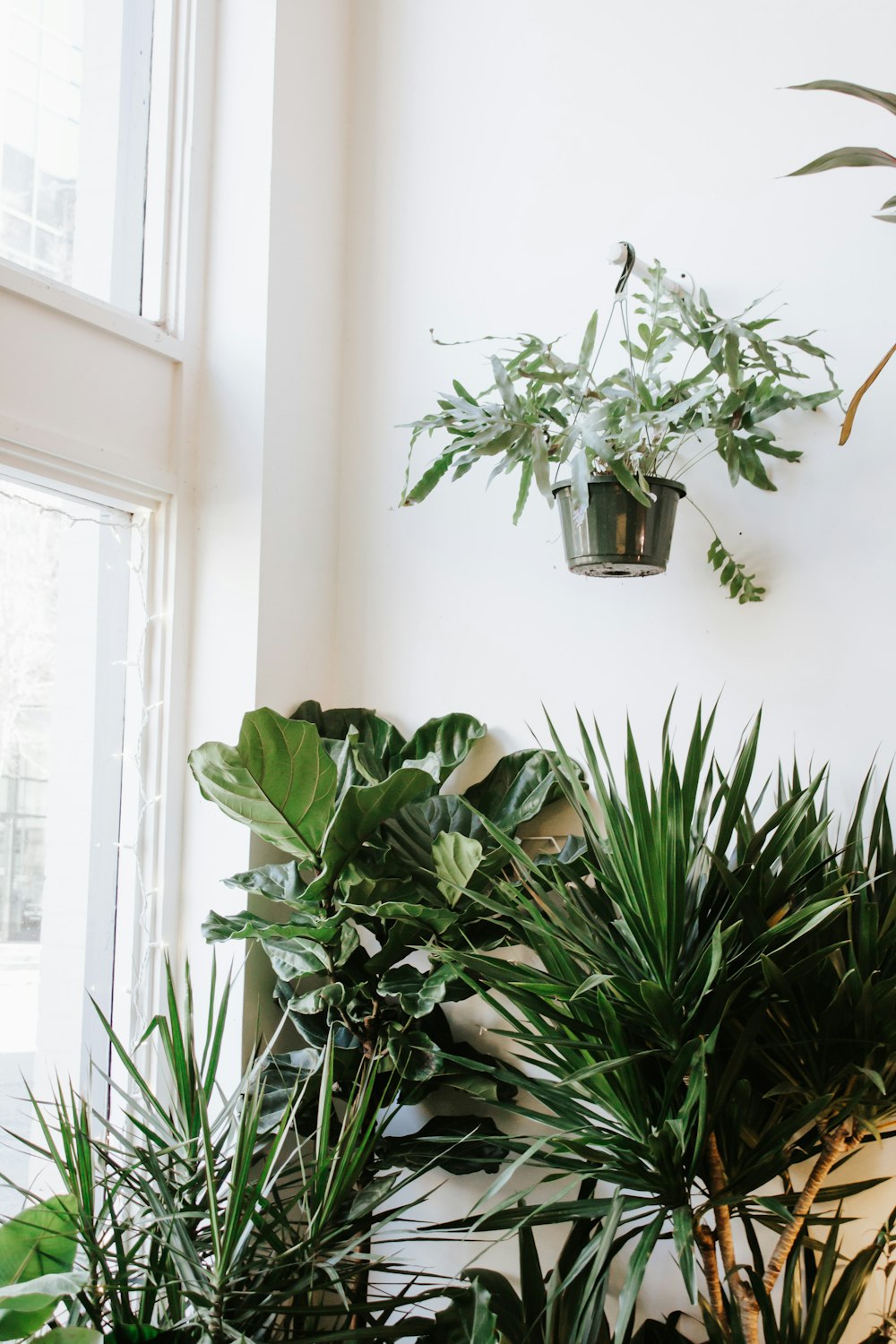 Planta verde en maceta blanca