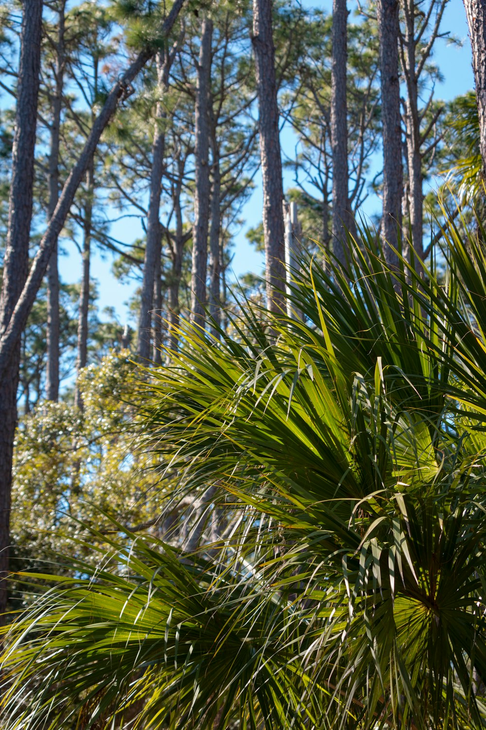 green palm tree during daytime