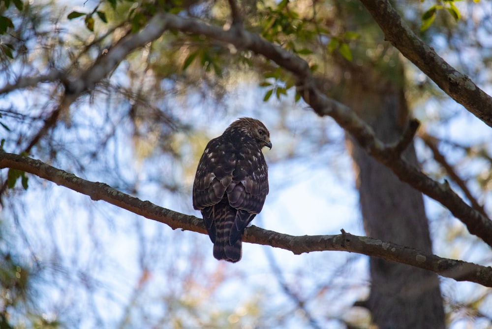 brown and white bird on tree branch during daytime