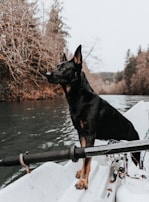 A black dog stands alert on a small boat floating on a river, surrounded by a forest of bare trees. The water appears calm, and the scene has a serene, natural setting.