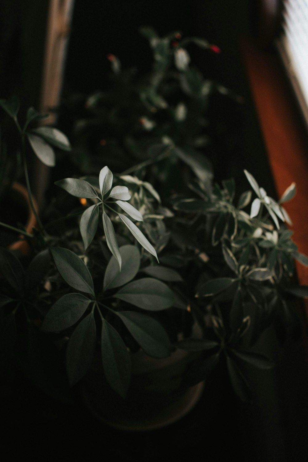 green plant with white flowers