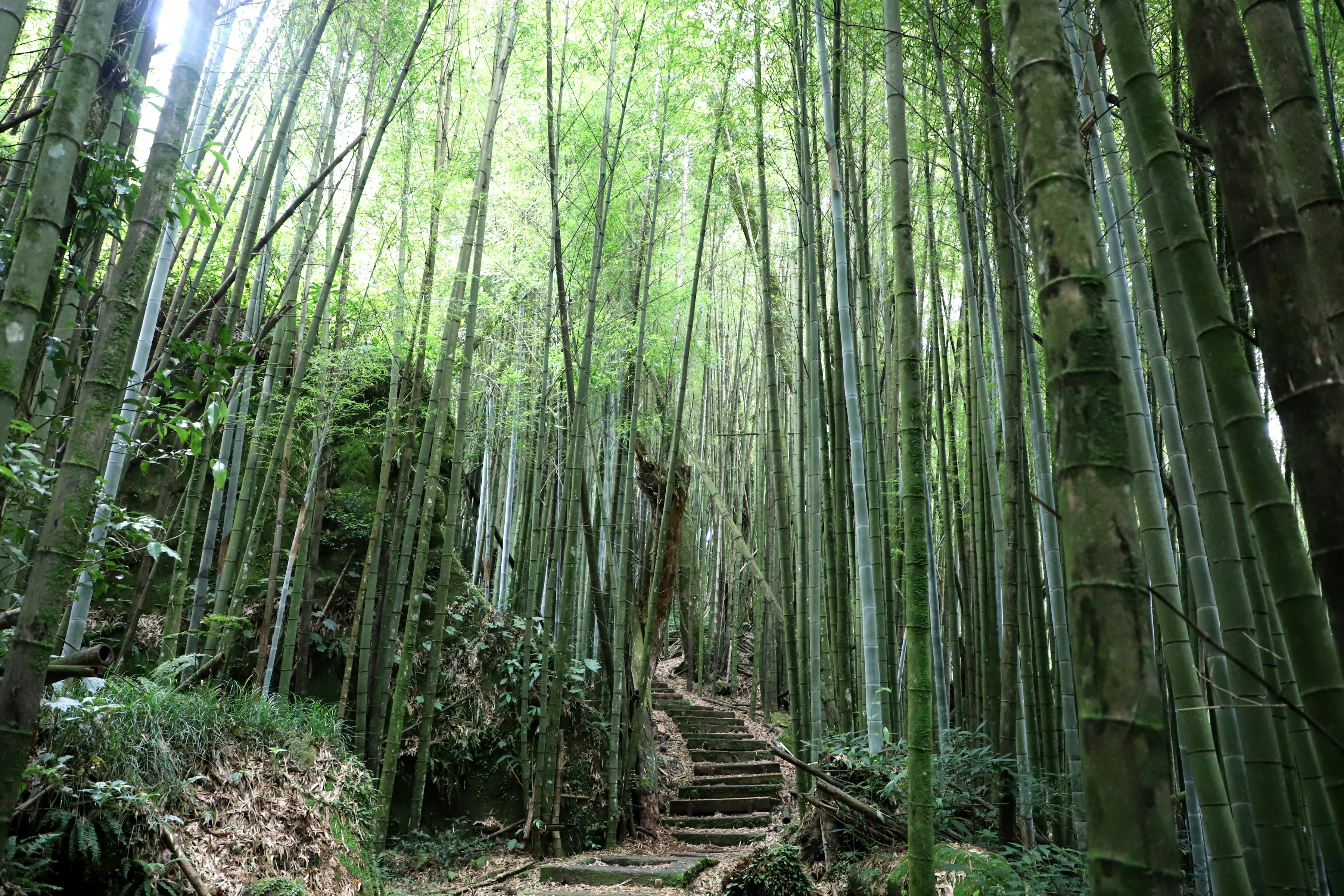 Guided Trekking and Cultural Workshop in Japan