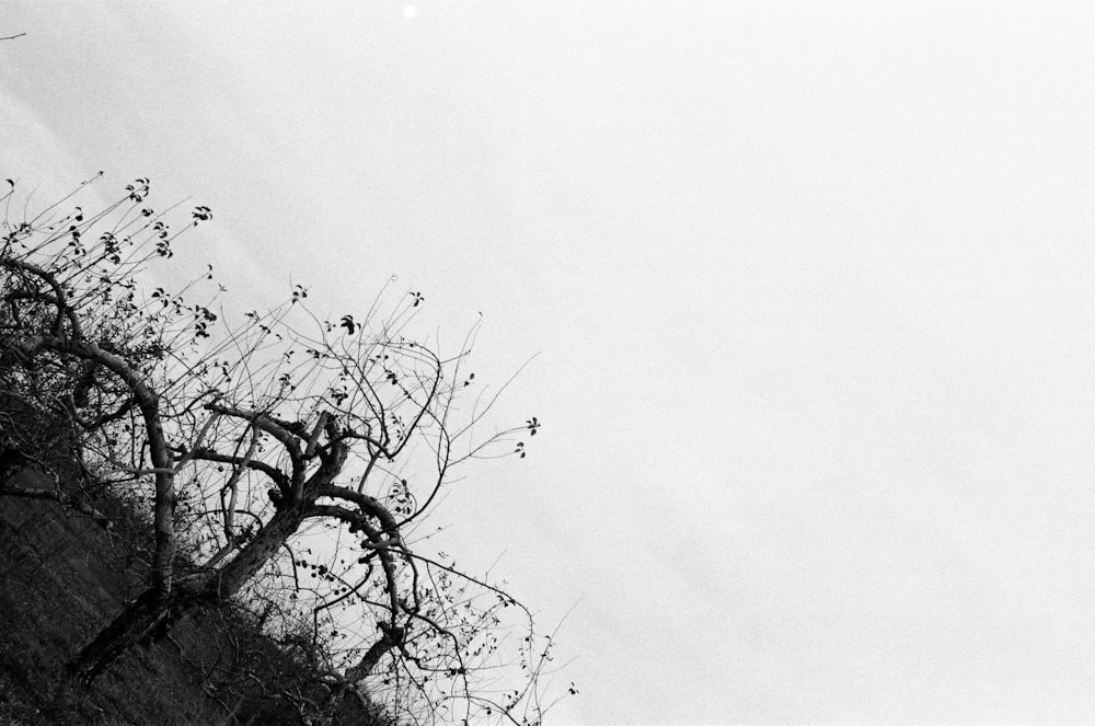 grayscale photo of leafless tree