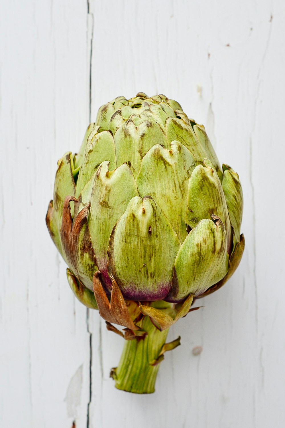 green and purple flower bud