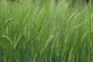 Tall, slender stalks of green barley sway gently in the breeze. The image captures early stages of growth, with dew drops clinging to the delicate strands.