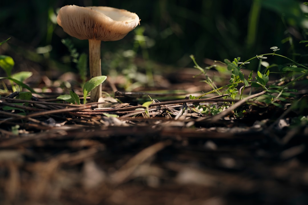 white mushroom on brown soil