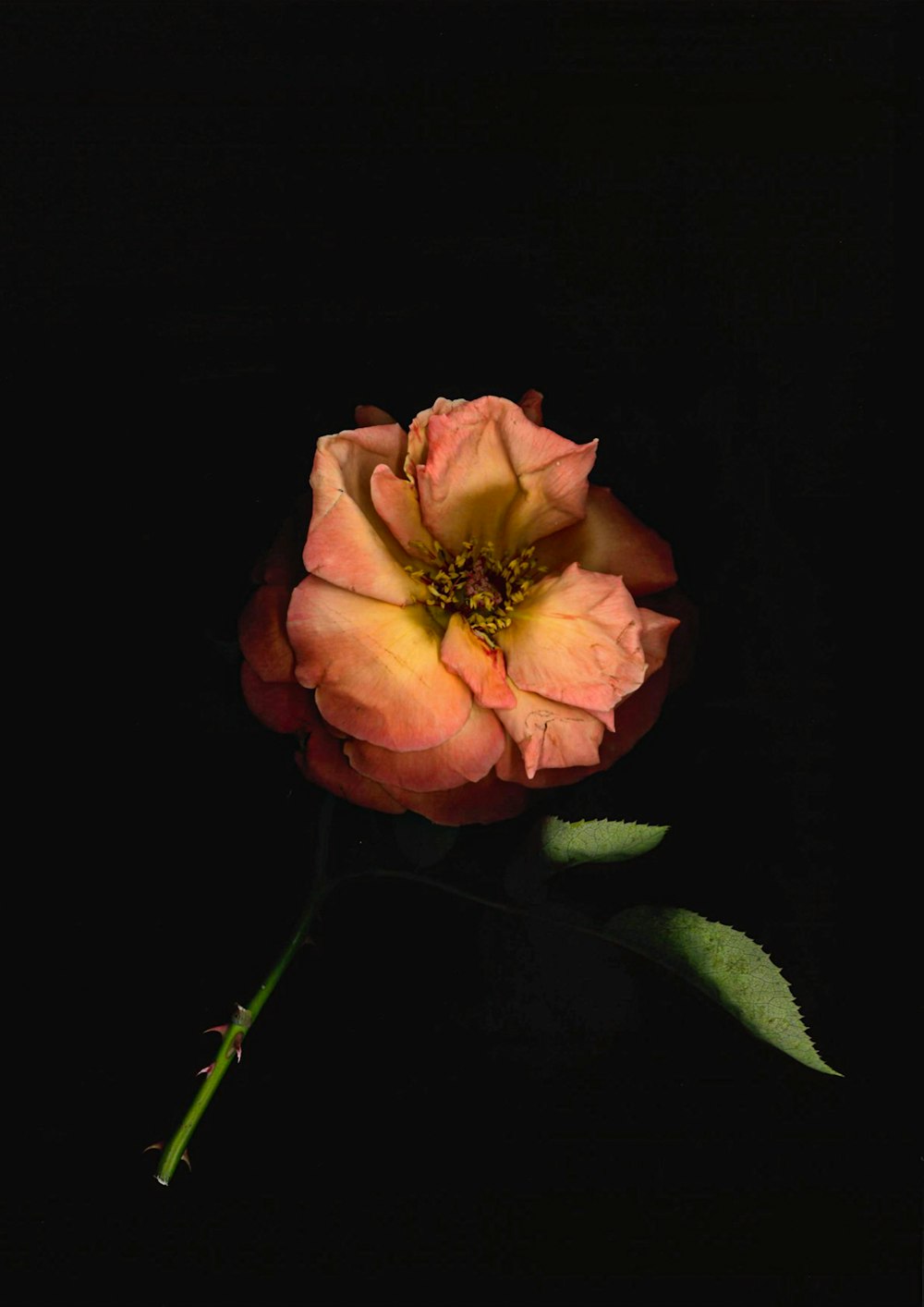 pink rose in bloom close up photo