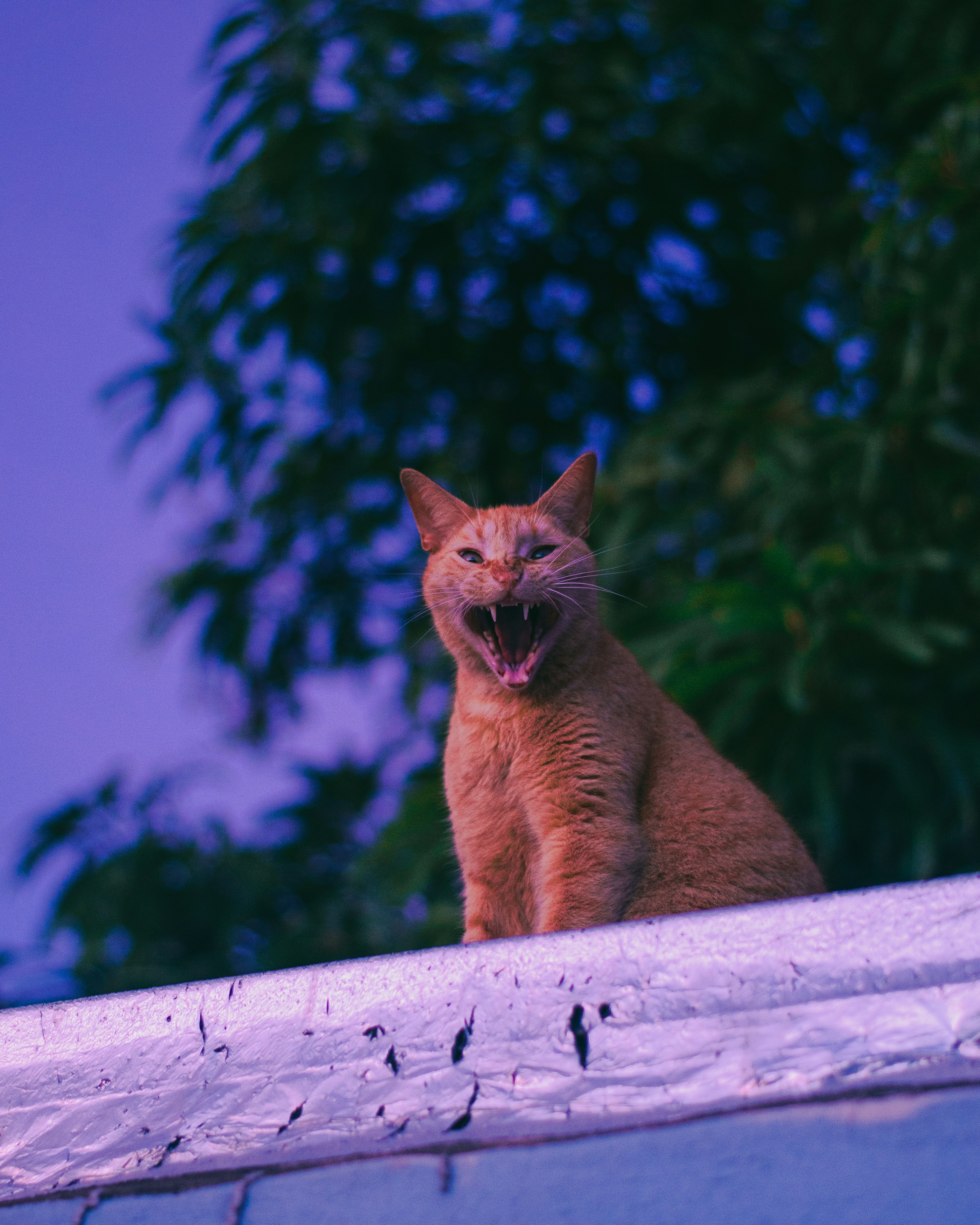 orange tabby cat on white wooden fence during daytime