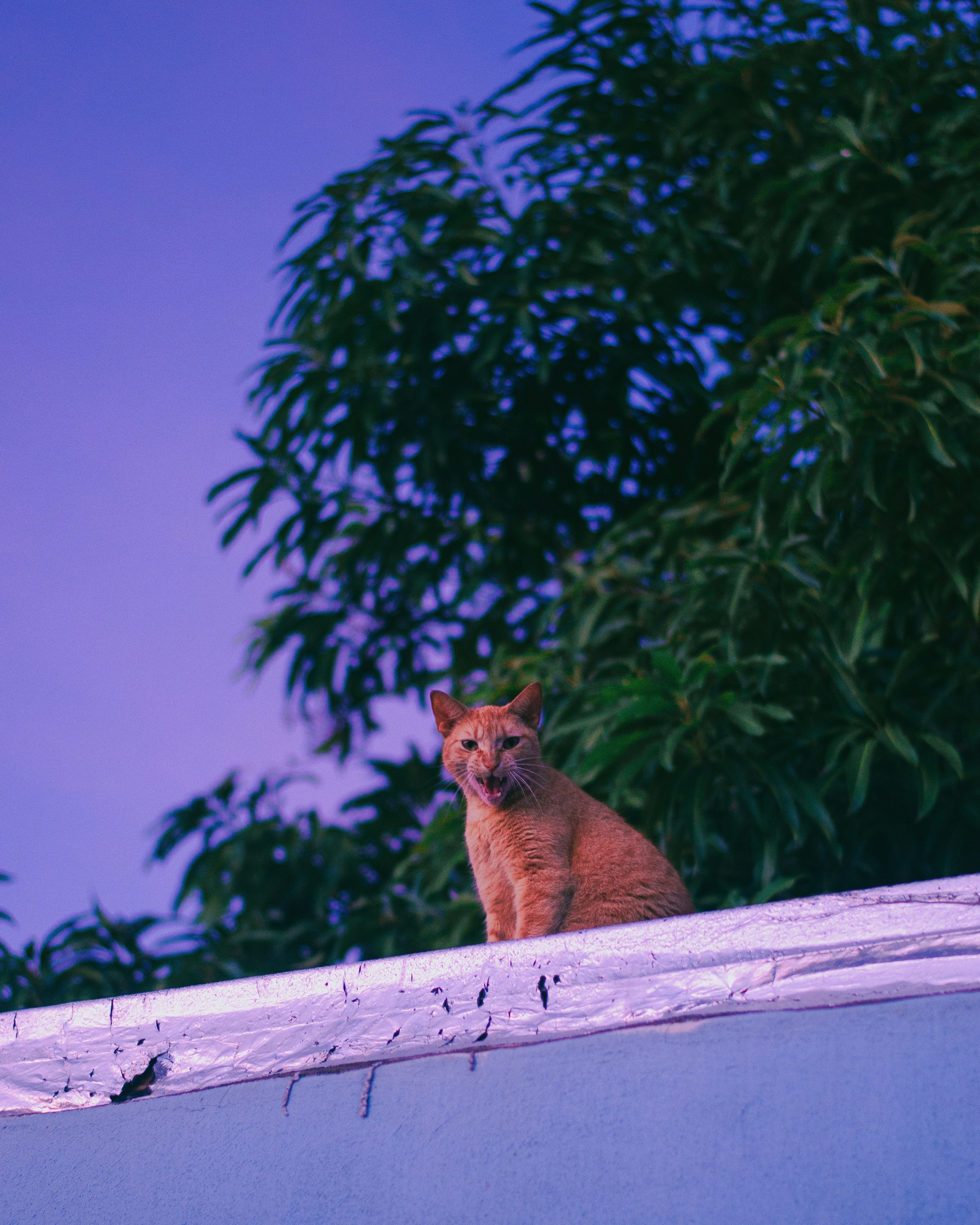 brown cat on white wooden fence