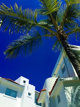 A clear blue sky provides the backdrop for a tall palm tree with lush green fronds arching over white stucco buildings. The buildings have modern architectural features, including flat roofs and small rectangular windows with red tile trim.