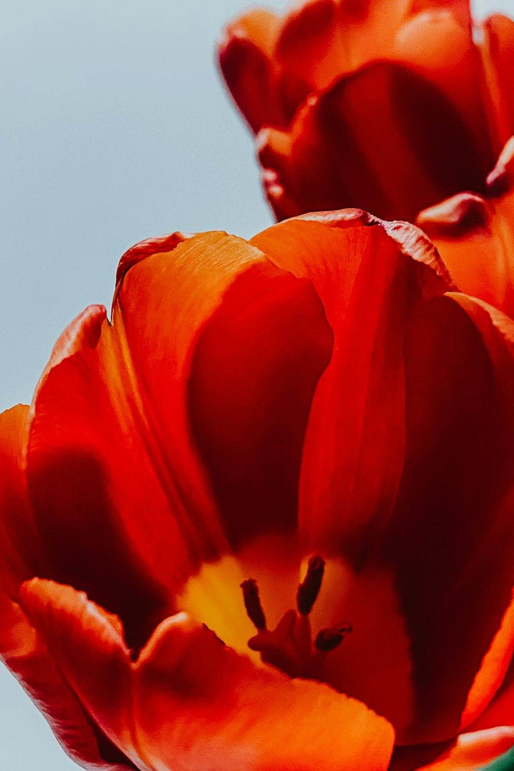 클로즈업 사진의 주황색 꽃