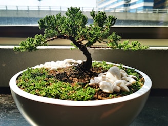 jardim japones green plant on white ceramic pot
