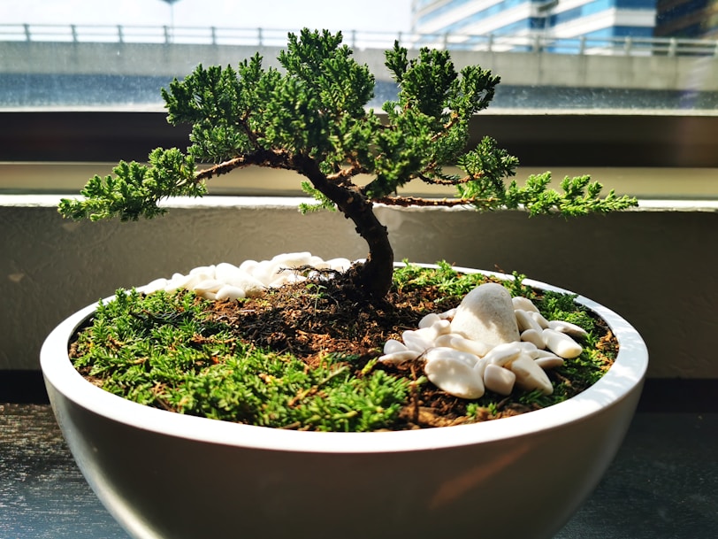 jardim japones green plant on white ceramic pot