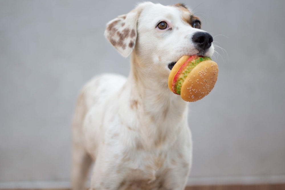 white short coated dog with orange ball on mouth