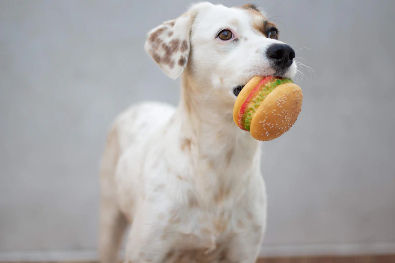 Best Dog Bowls and Feeders: Dog Bowl, Slow Feeder, Elevated Dog Bowl & Automatic Dog Feeder Picks