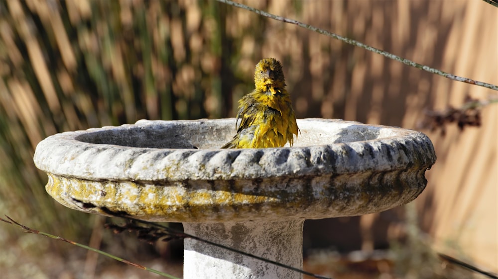 pássaro amarelo e preto na fonte redonda de concreto cinzento durante o dia