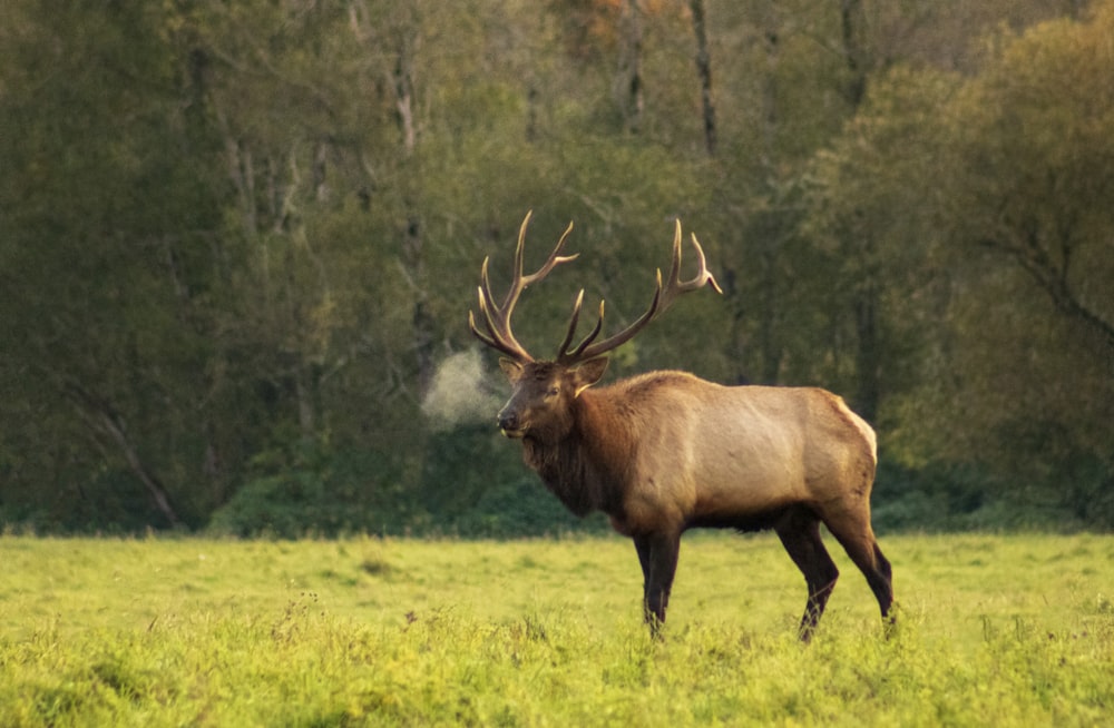 brown moose on green grass field during daytime