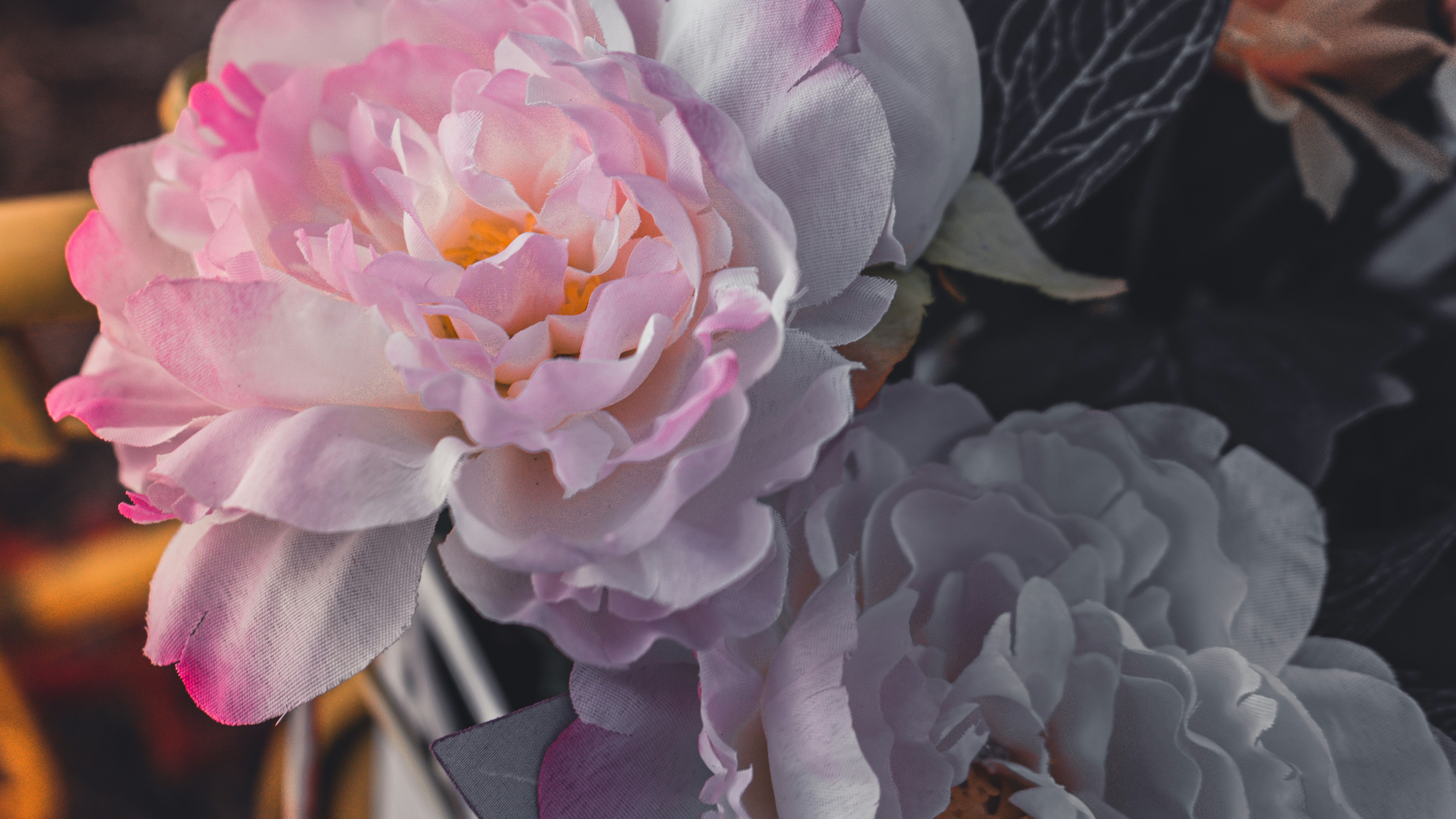 핑크 장미 클로즈업 사진