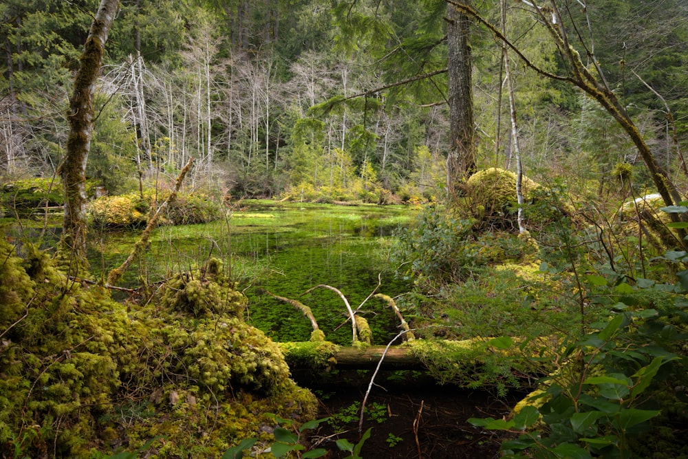 green grass and trees near river during daytime