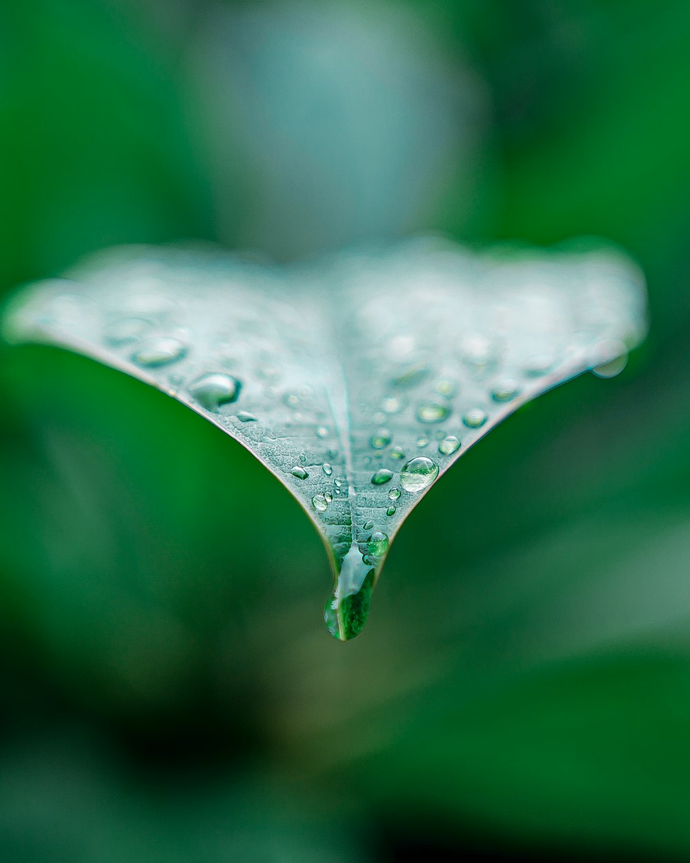 water droplets on green leaf