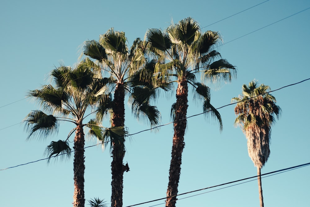 green palm tree under blue sky during daytime