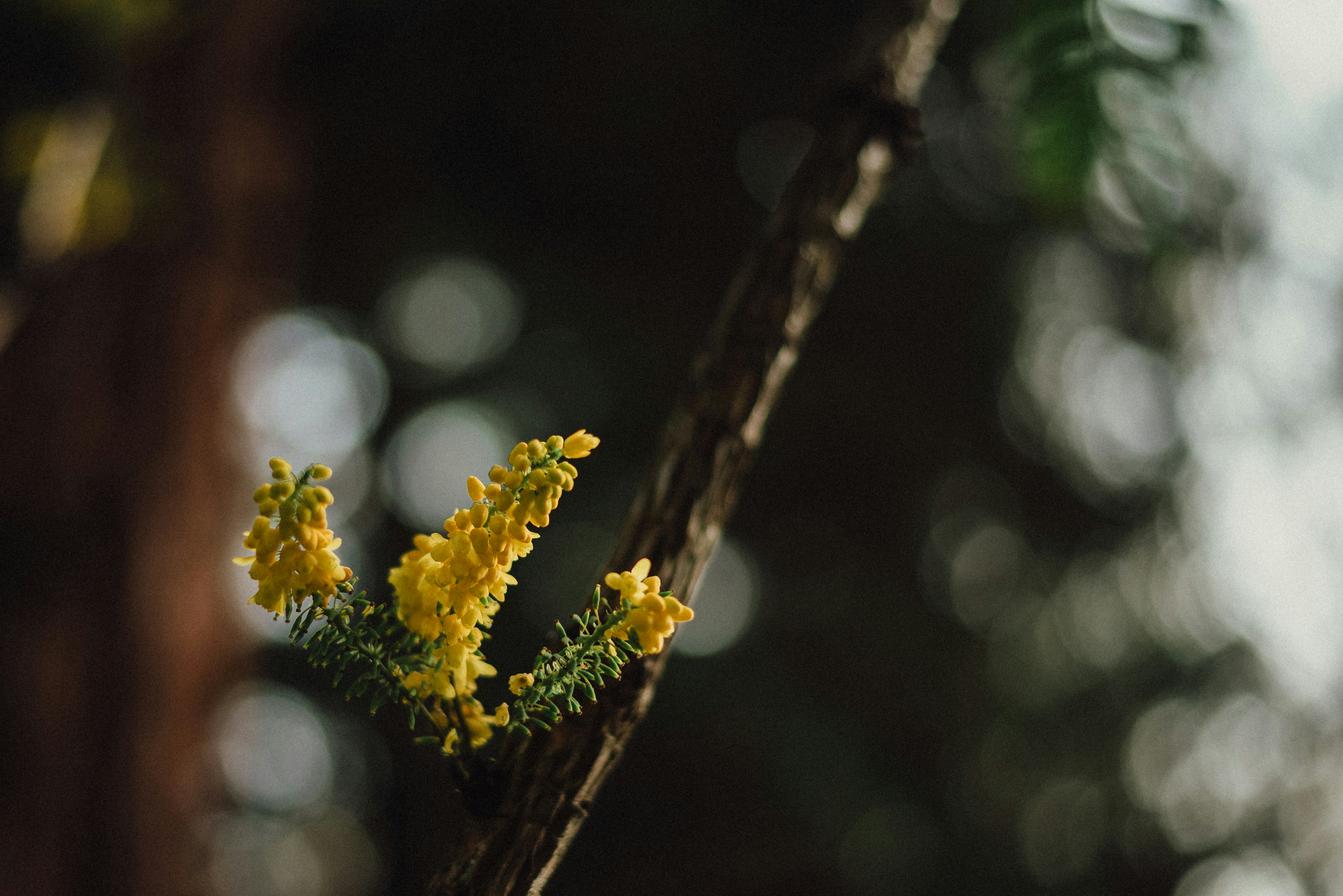 茶色の木の枝に黄色い花の写真 Unsplashで見つける花の無料写真