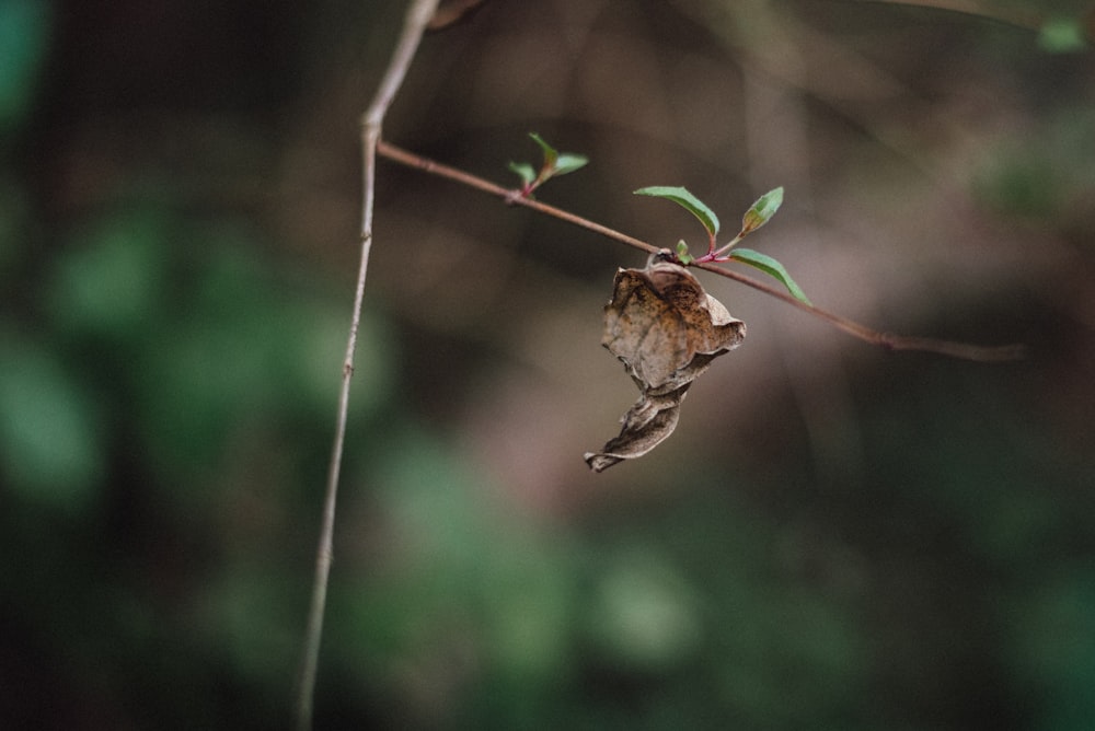 planta marrom e verde na lente tilt shift