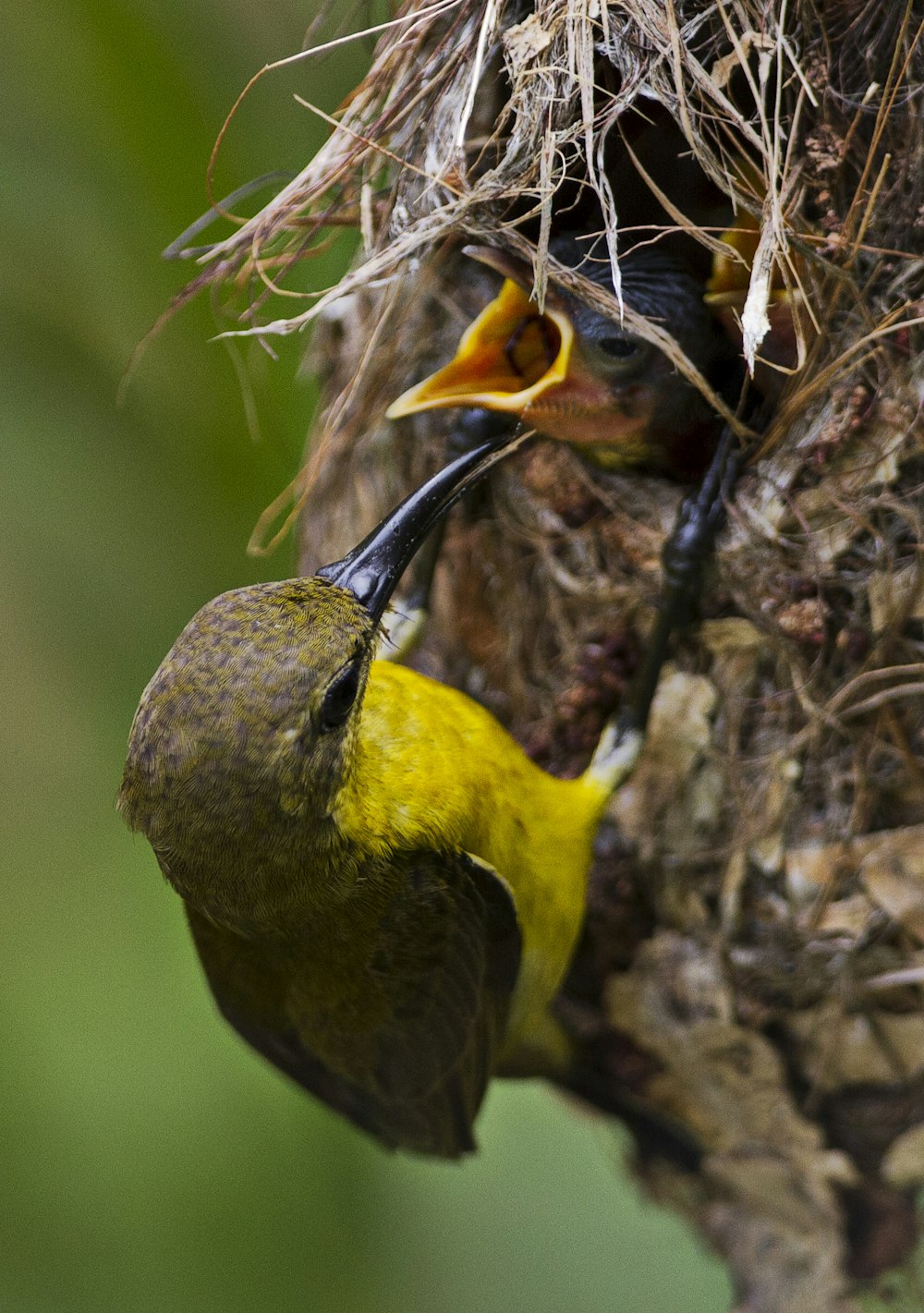 yellow and black bird on brown tree branch