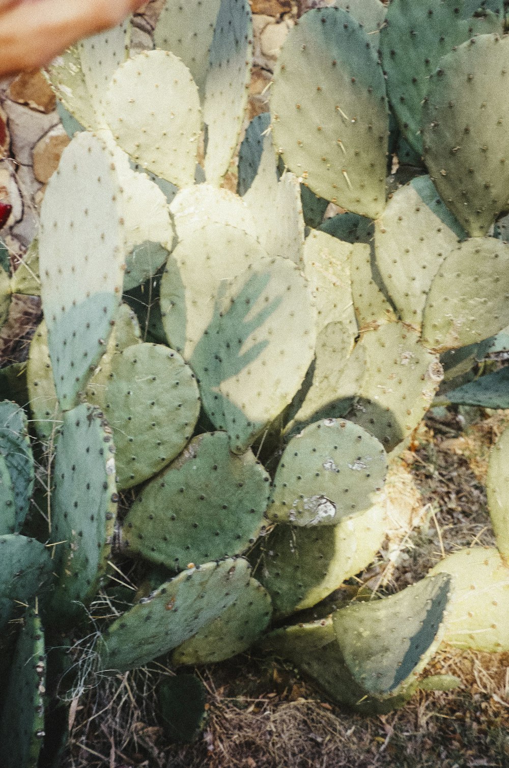 green cactus plant on brown soil