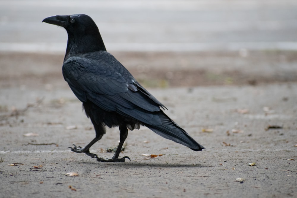 black crow on gray sand during daytime