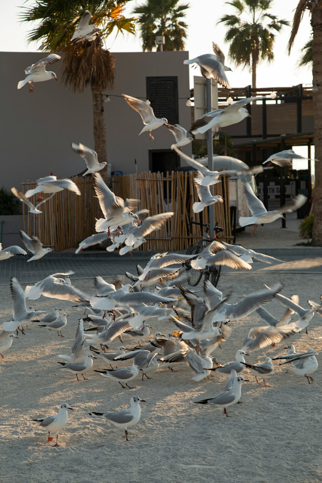flock of white birds flying over the brown wooden house during daytime