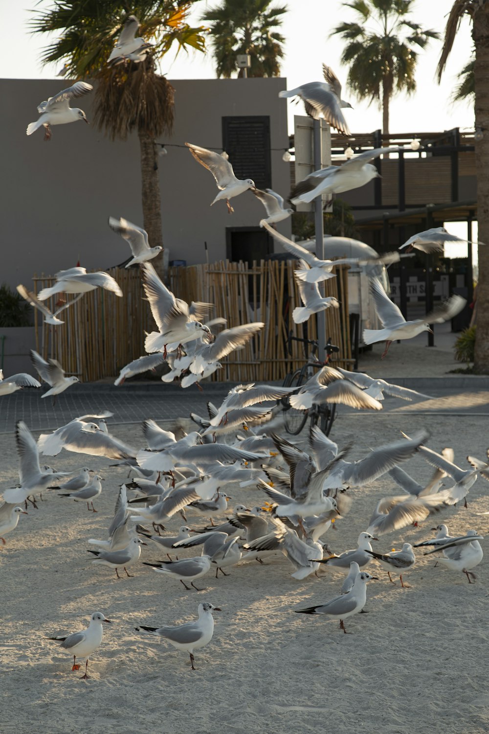 volée d’oiseaux blancs volant au-dessus de la maison en bois brun pendant la journée