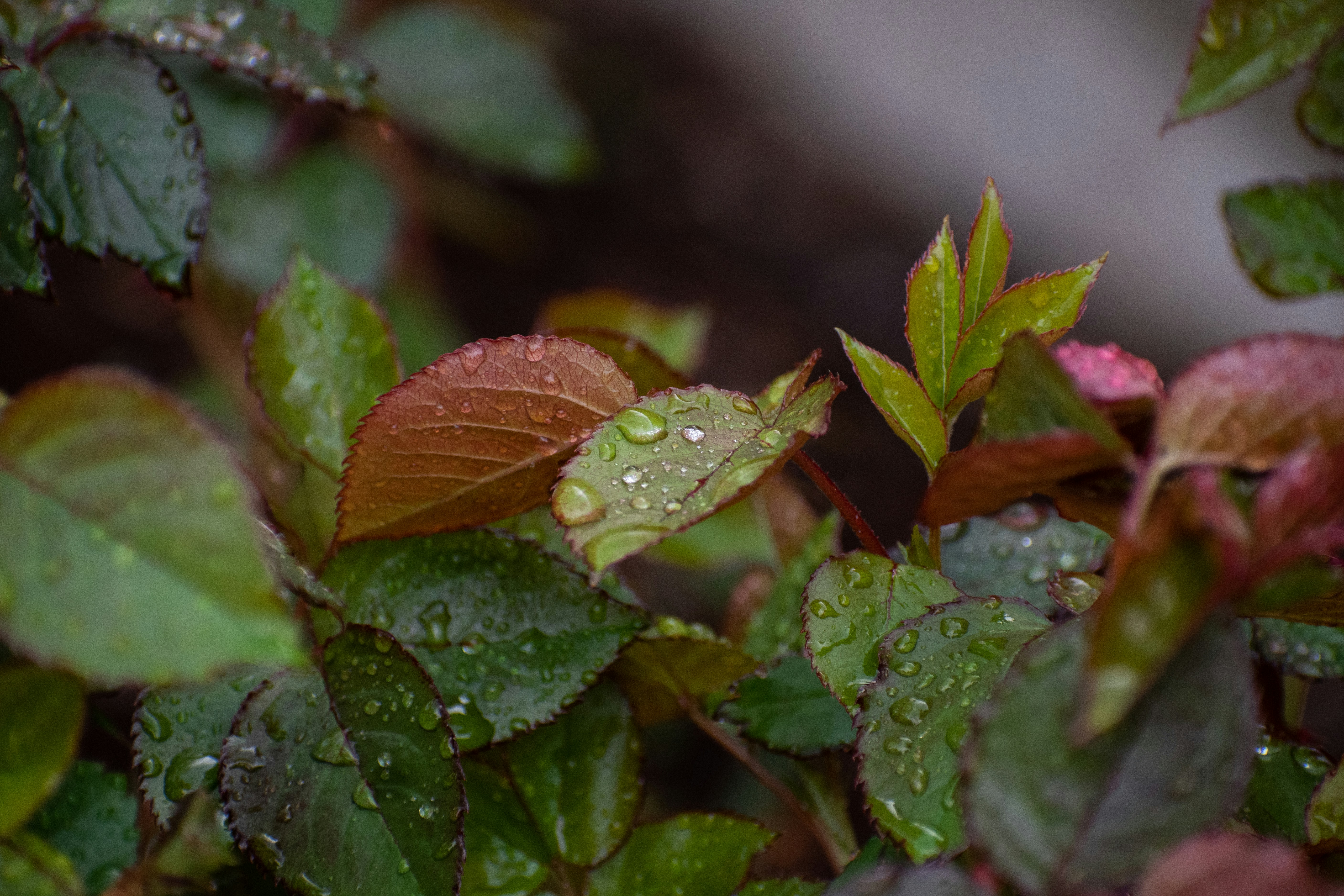 Photo by elisastonephotography