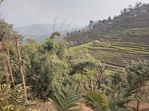 Hilltop Terrace