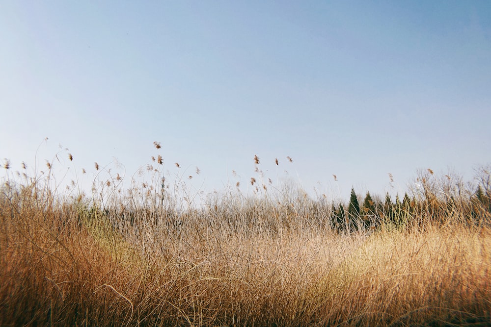 brown grass field under blue sky during daytime