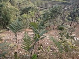 Lush green ferns grow in the foreground, surrounded by trees and green foliage. Terraced fields stretch out in the background, indicating agricultural activity on a hillside. The landscape has a mix of natural vegetation and cultivated land.