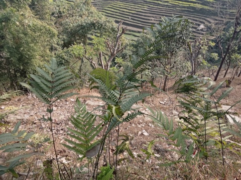 Lush green ferns grow in the foreground, surrounded by trees and green foliage. Terraced fields stretch out in the background, indicating agricultural activity on a hillside. The landscape has a mix of natural vegetation and cultivated land.