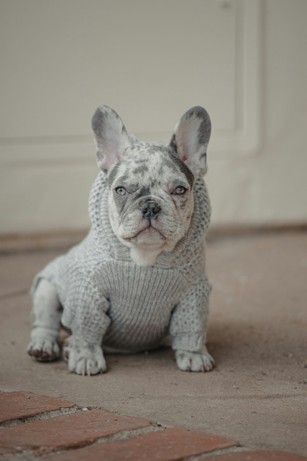 gray and white french bulldog puppy on brown floor
