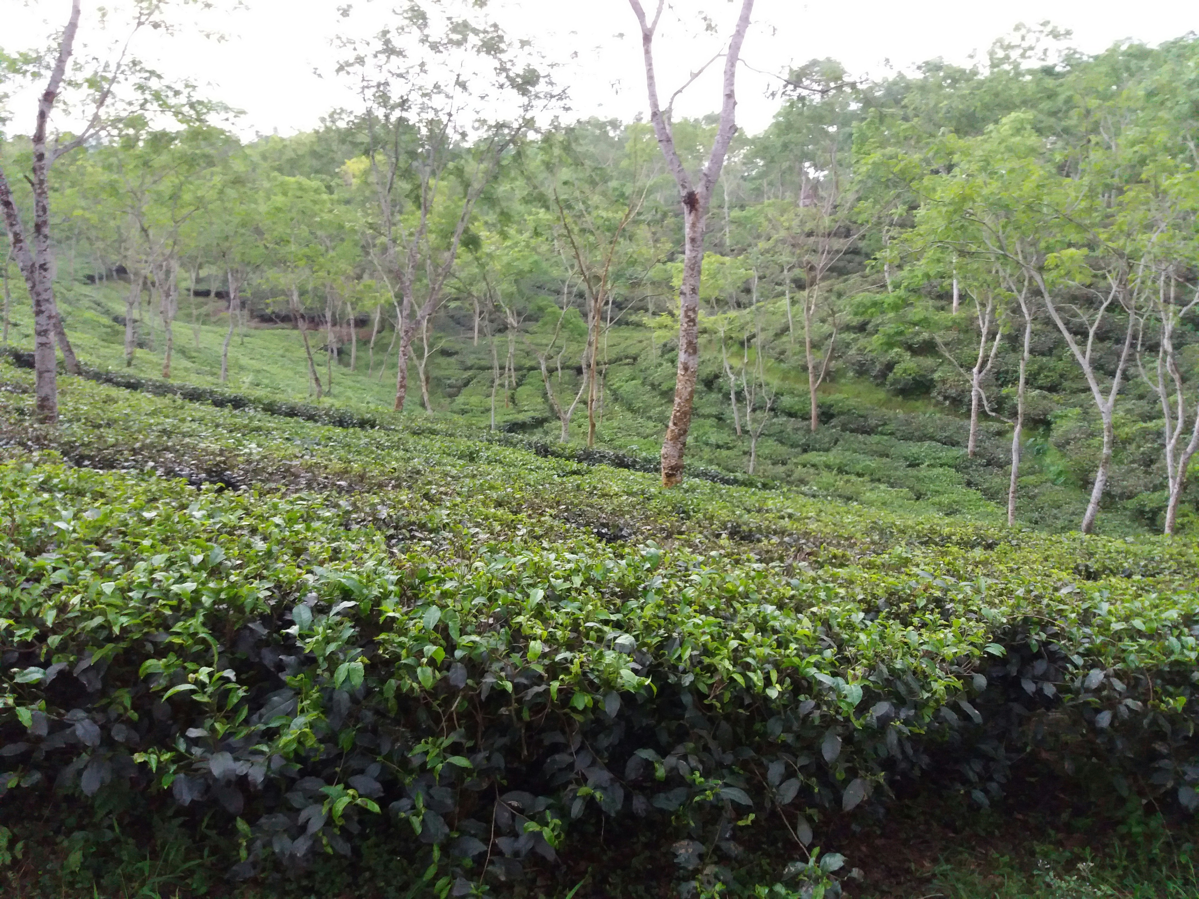 Premium Darjeeling Tea Experience