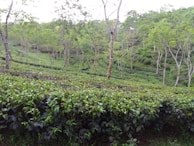 A lush, expansive tea plantation with neatly trimmed rows of tea bushes stretching across rolling hills. Tall, slender trees are interspersed throughout the landscape, adding verticality to the scene. The greenery is vibrant and dense, indicative of a thriving natural environment.